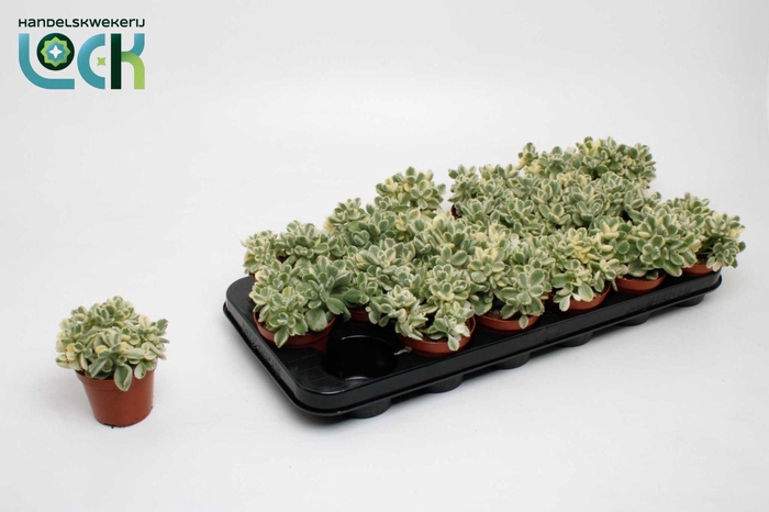 <h4>cotyledon ladismithiensis Varigata</h4>