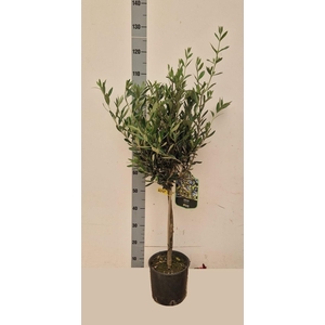 OLEA EUROPAEA