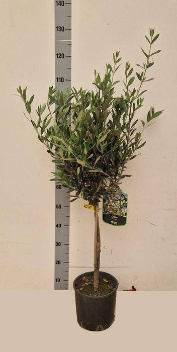 <h4>OLEA EUROPAEA</h4>