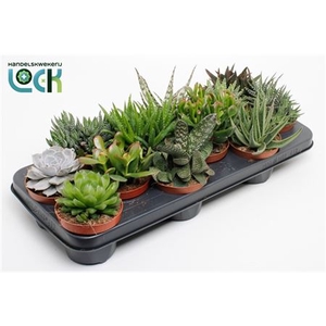 Succulenten Gemengd