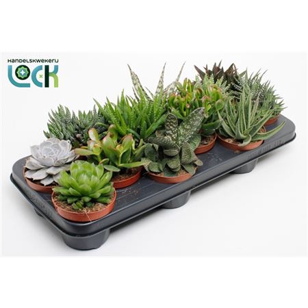 <h4>Succulenten Gemengd</h4>