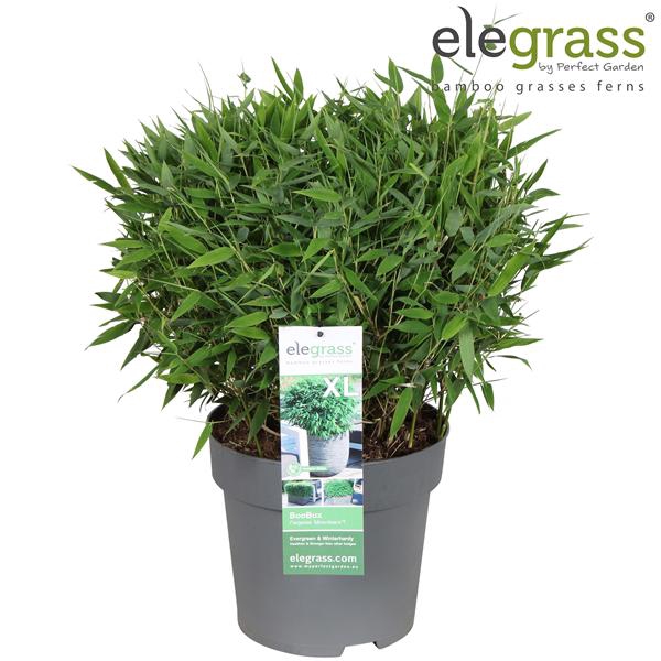 <h4>Fargesia 'Moontears'® Boobux P29</h4>