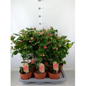 Camellia japonica 'Dr King'