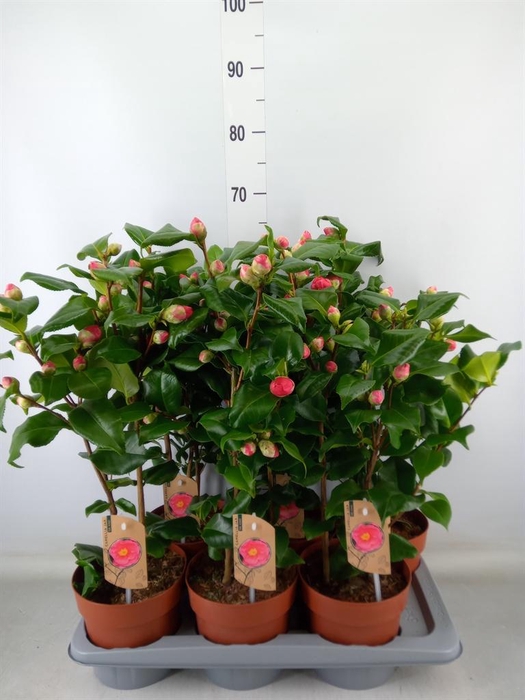 <h4>Camellia japonica 'Dr King'</h4>