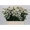 Limonium sinuatum Silvery Sun Birds