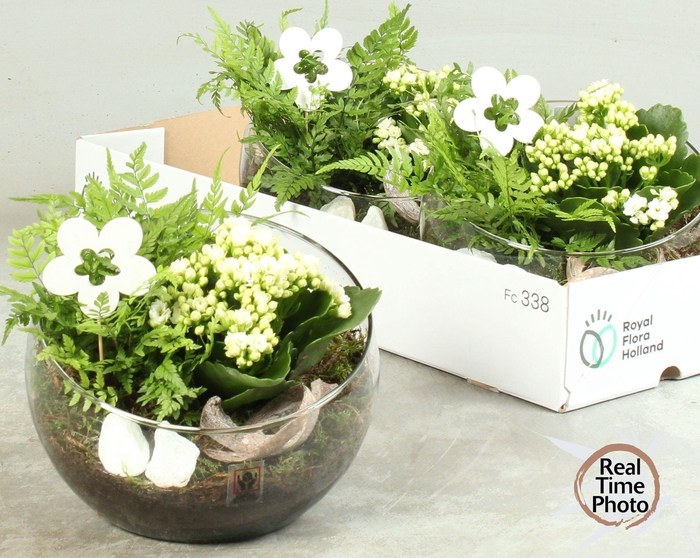 <h4>ARR KAMERPL</h4>