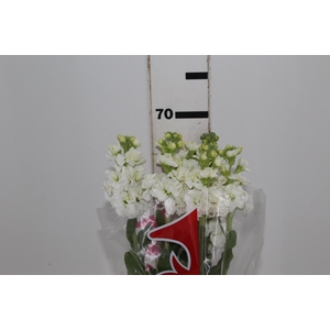 GOIVO DOBRADO 080 CM BRANCO