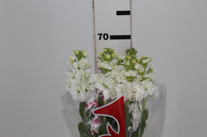 <h4>GOIVO DOBRADO 080 CM BRANCO</h4>