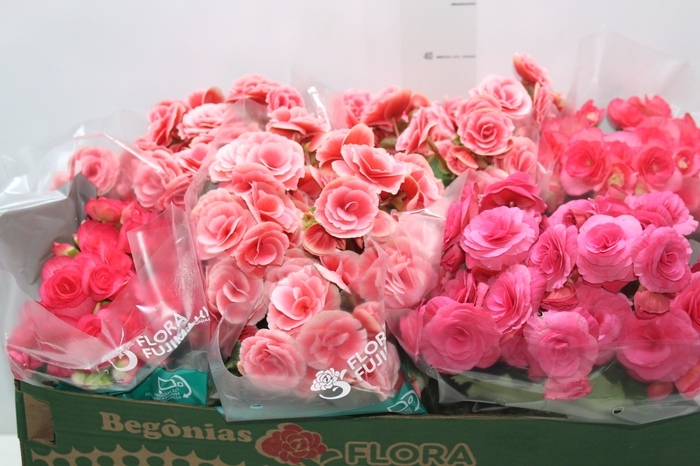 <h4>BEGONIA P15</h4>