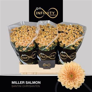 Chr S Miller Salmon ''new''