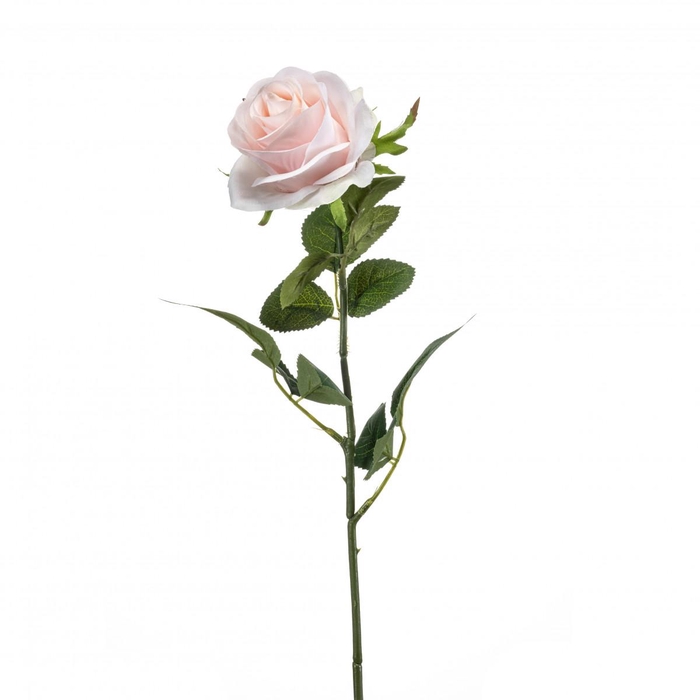 <h4>Rosa 65cm</h4>