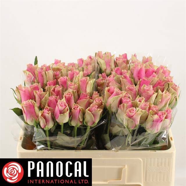 <h4>R GR BELLE ROSE</h4>