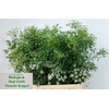 Ammi Majus