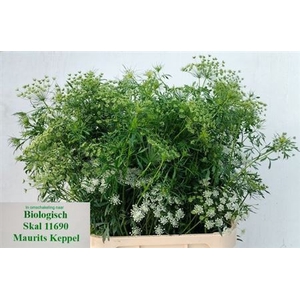 Ammi Majus