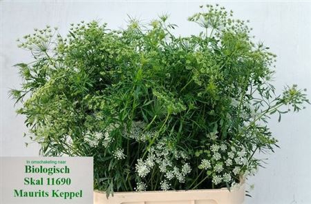 <h4>Ammi Majus</h4>