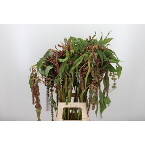 Amaranthus - Caudatus Mira