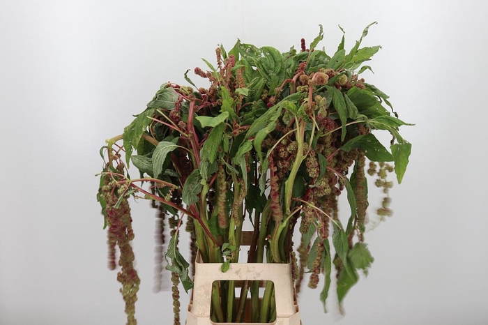 <h4>Amaranthus - Caudatus Mira</h4>