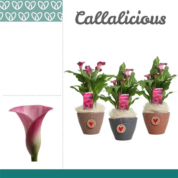 <h4>Zantedeschia Roze in Ompot Kaja LOVE</h4>