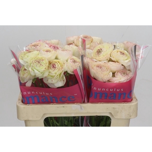 Ranunculus Romance Orleans