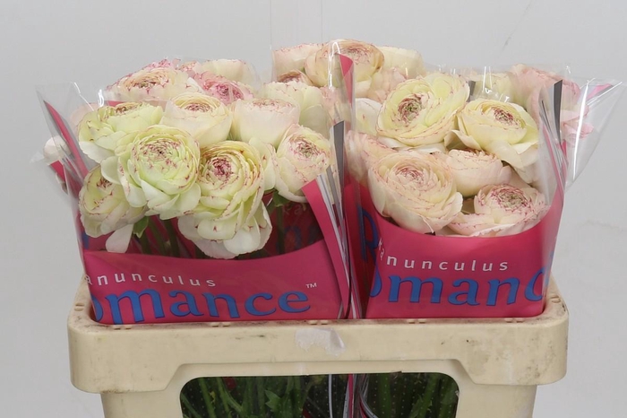 Ranunculus Romance Orleans