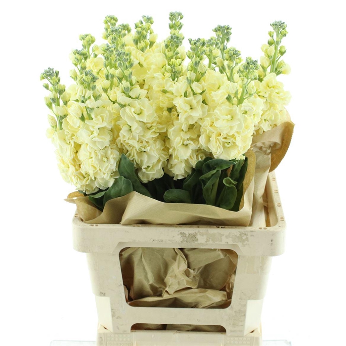 <h4>Matth Incana Iron Yellow</h4>