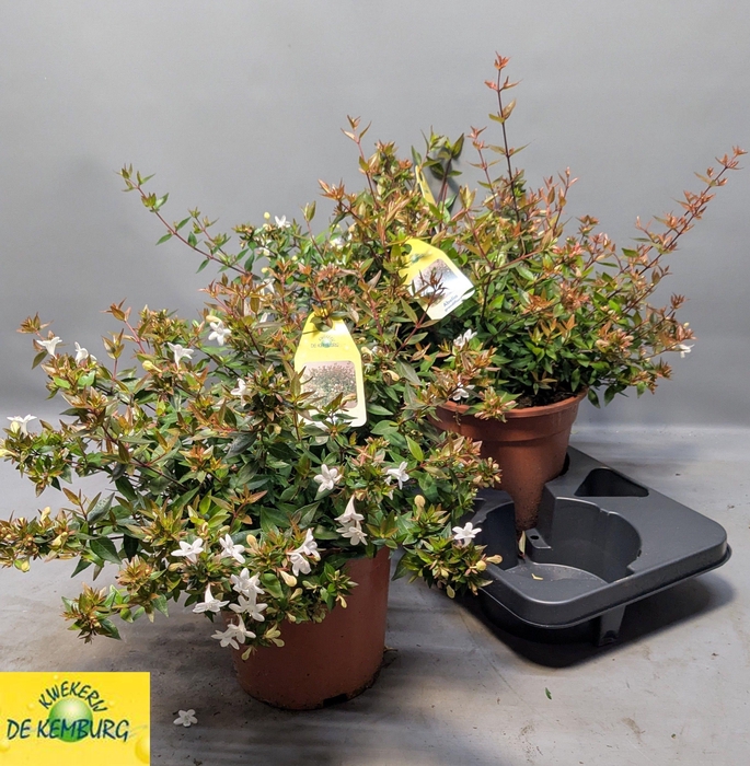 <h4>ABEL GRANDIFLORA</h4>