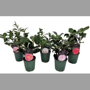 CAMELLIA JAPONICA