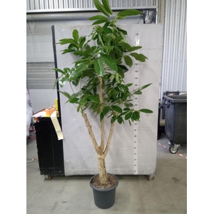 Schefflera actin. 'Amate'