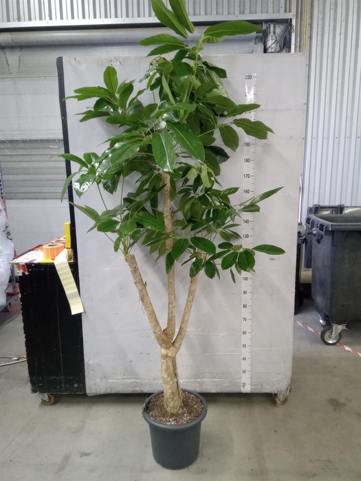 <h4>Schefflera actin. 'Amate'</h4>