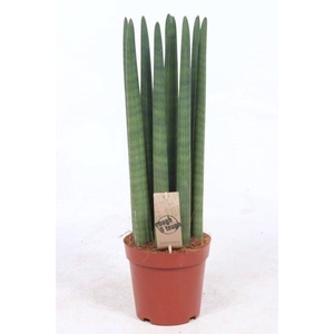Sansevieria cylindrica overig Straight SaSt17Tf