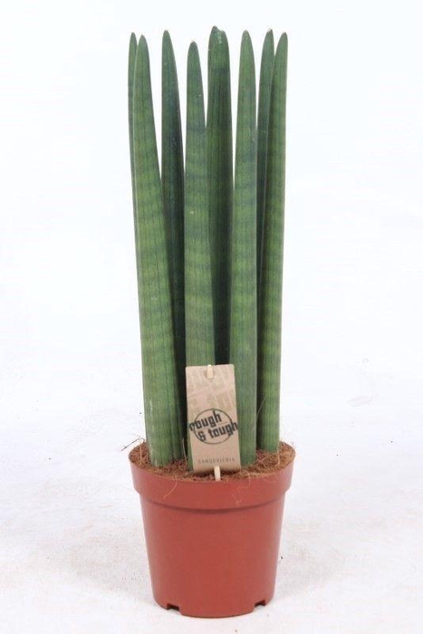 <h4>Sansevieria cylindrica overig Straight SaSt17Tf</h4>