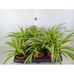 Chlorophytum com.