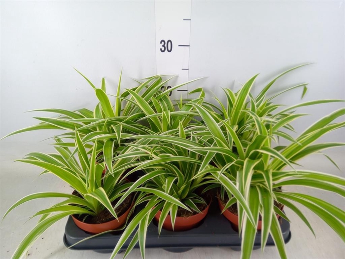 <h4>Chlorophytum com.</h4>