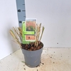 Miscanthus sinensis