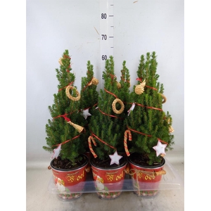 Kerstboom   ...versierd