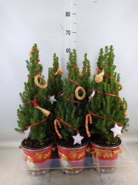 <h4>Kerstboom   ...versierd</h4>