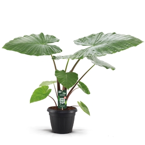 Alocasia Imperial red Decopot