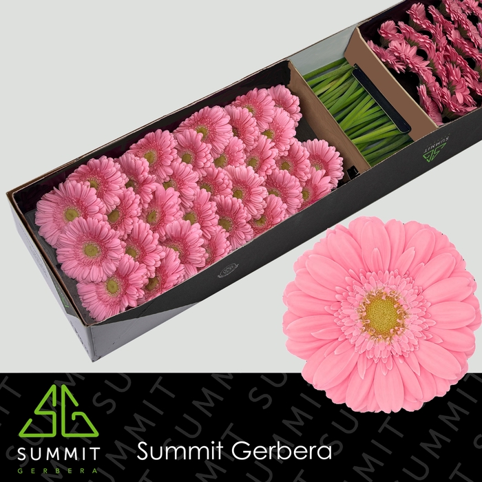 <h4>Germini Kirstey Doos</h4>