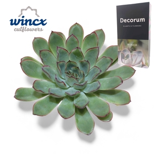 Echeveria Pulidonis Grey Cutflower Wincx-5cm