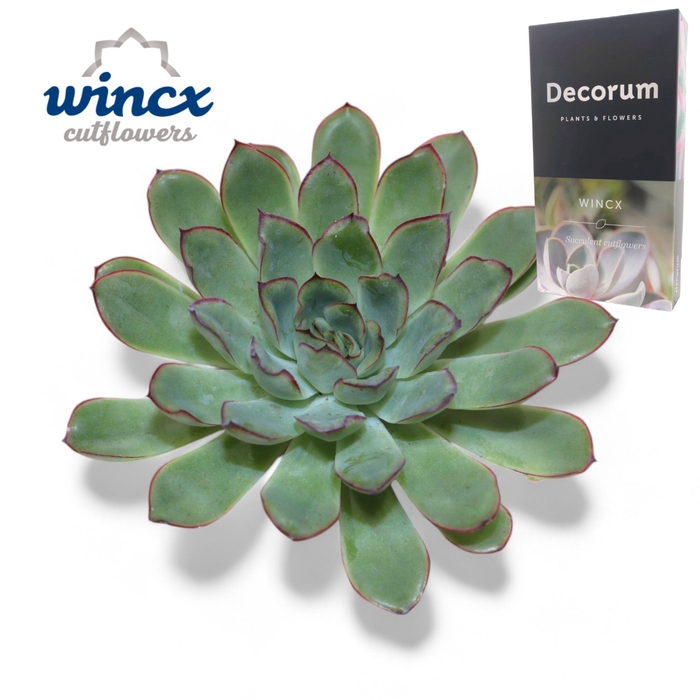 <h4>Echeveria Pulidonis Grey Cutflower Wincx-5cm</h4>