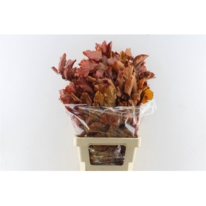 Beuk Beech Stab. Autumno
