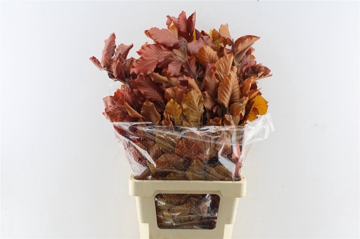 <h4>Beuk Beech Stab. Autumno</h4>