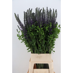 BAPTISIA AUSTRALIS BLUE/PURPLE 120CM