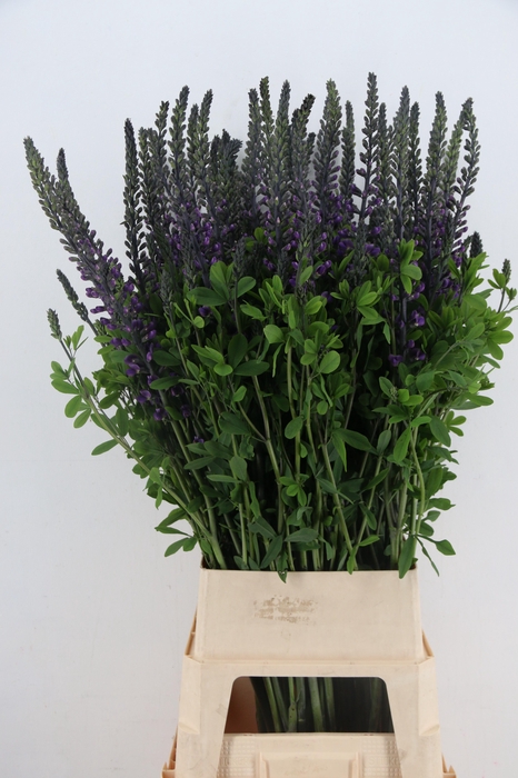 <h4>BAPTISIA AUSTRALIS BLUE/PURPLE 120CM</h4>