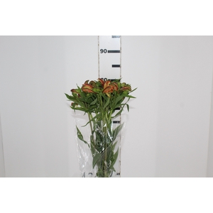 ALSTROEMERIA CHEERIO 080 CM