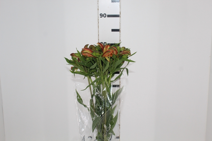 <h4>ALSTROEMERIA CHEERIO 080 CM</h4>