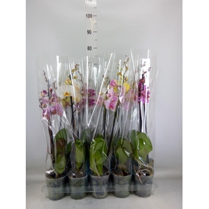 Phalaenopsis   ...mix  5
