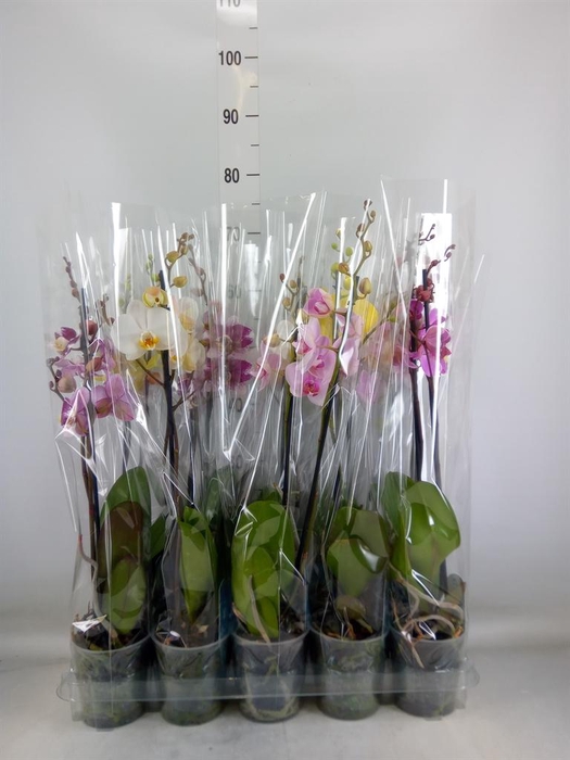 <h4>Phalaenopsis   ...mix  5</h4>