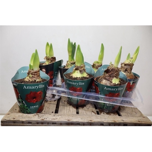 Hippeas Ov Rood Potcover