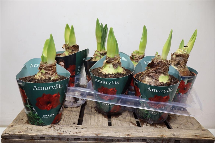 <h4>Hippeas Ov Rood Potcover</h4>